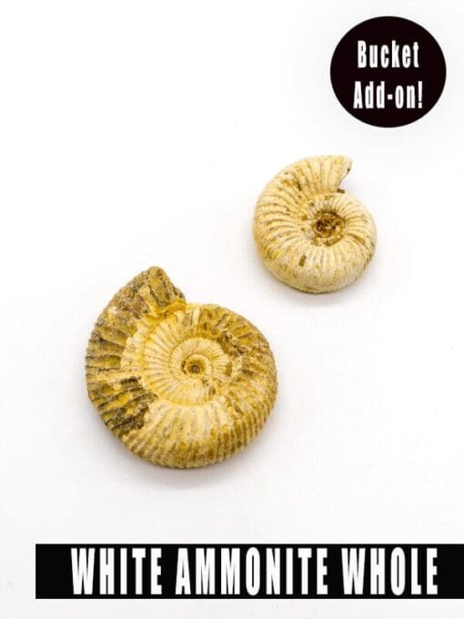i-ammonite emhlophe igcwele