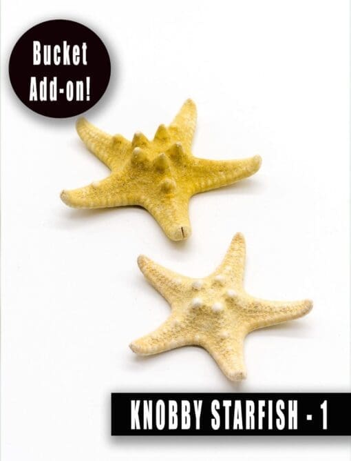 Supliment Knobby Starfish