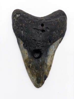 Authentic Megalodon Tooth 4.6" inches