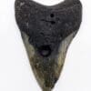 Autentyczny ząb Megalodon 4.6 cala