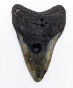 Autentico dente Megalodon da 4.6 pollici