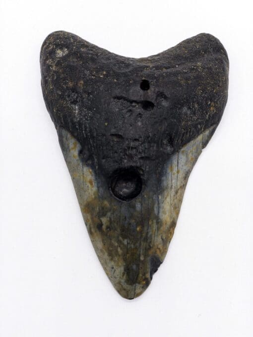Authentic Megalodon Tooth 4.6 "pollices"