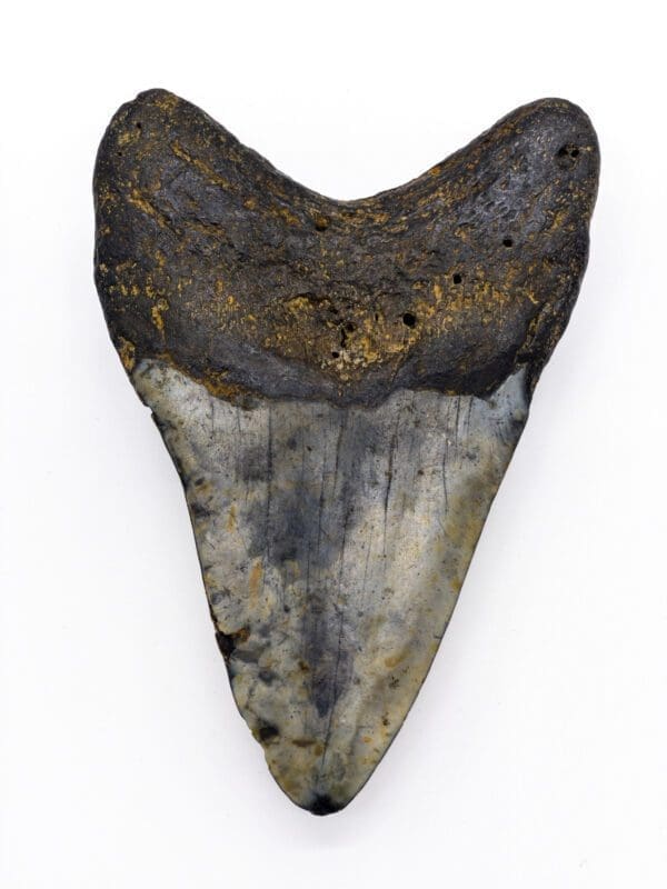 Megalodon Tooth fossil