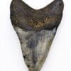 Fossile del dente di megalodonte