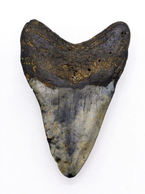 Megalodon tand fossil