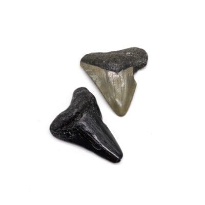 Megalodon Teeth from the peace river