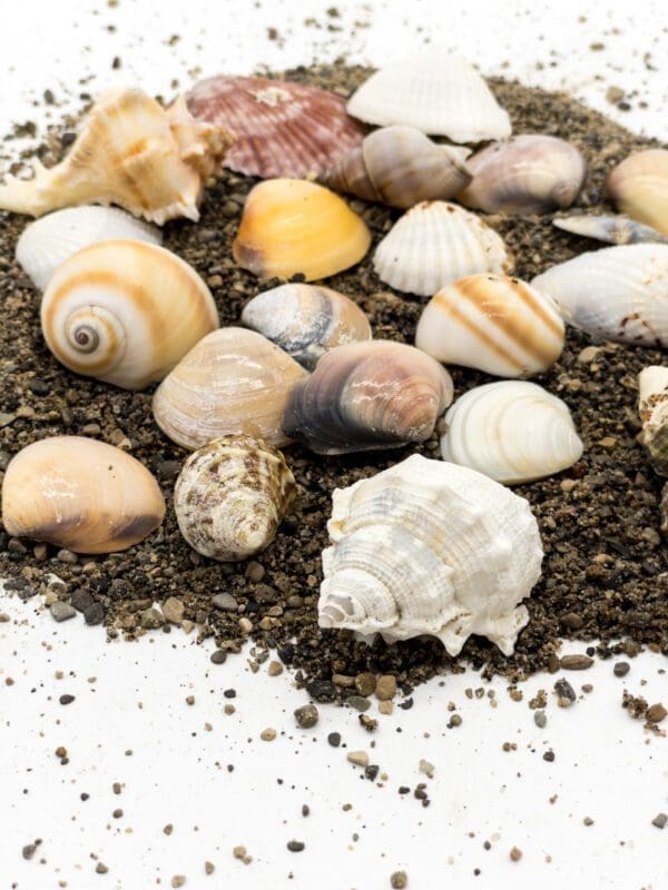 types of seashell