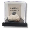 Proetus Trilobitis